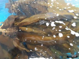 Хабаровские рыбаки просят вернуть им ламинарию