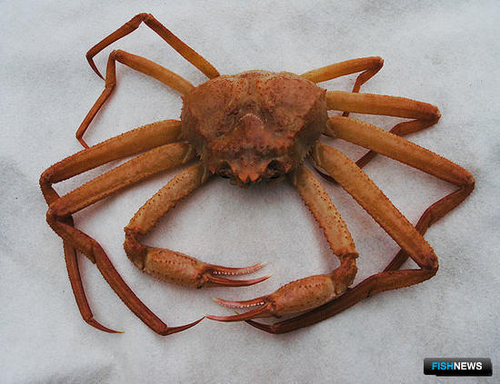 Государство еще раз попытается продать квоты на глубоководных крабов