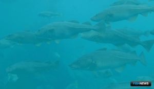 Ярусоловы &laquo;поймали&raquo; сертификат MSC