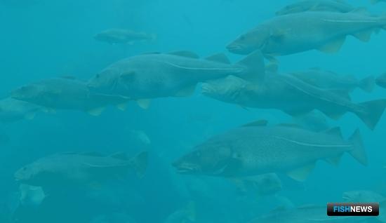 Ярусоловы &laquo;поймали&raquo; сертификат MSC