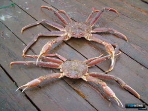 Север включился в крабовый аукцион