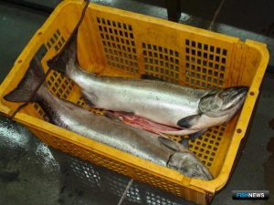 Дело о &laquo;браконьерской кузнице кадров&raquo; расследуют на Камчатке