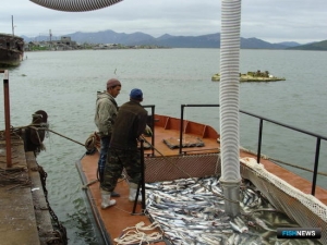 Лососевая путина завершается с общим плюсом