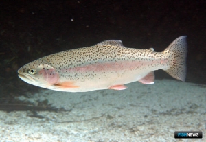 Нацрыбресурс планирует развивать рыбное хозяйство Саратовской области