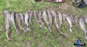 &laquo;Краснокнижных&raquo; попробуют защитить новым законом