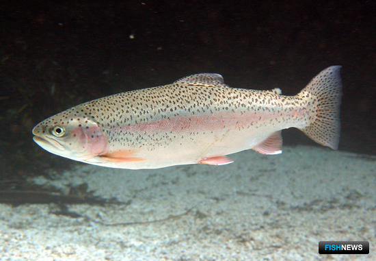 Нацрыбресурс планирует развивать рыбное хозяйство Саратовской области