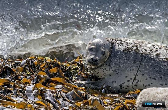 Тюленье мясо — поднадзорный товар Тюленье мясо — поднадзорный товар