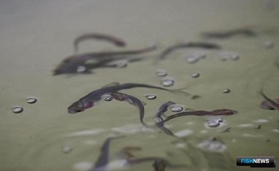 Сенаторы озаботились сибирским сигом