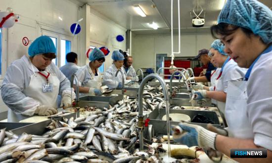 На ямальском конкурсе обработчиков рыбы установили новый рекорд На ямальском конкурсе обработчиков рыбы установили новый рекорд