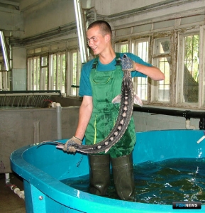 В страховой полис впишут сома и осетра