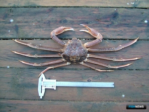 Россия и Норвегия помогут друг другу изучать краба опилио