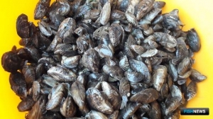 Целебные свойства моллюска дрейссены выявили ученые