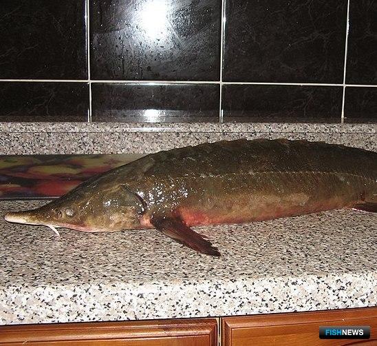 Браконьерскую «интернет-лавочку» прикрыл прокурор Браконьерскую «интернет-лавочку» прикрыл прокурор