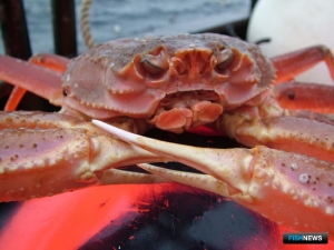 &laquo;Русский краб&raquo; удовлетворен аукционом