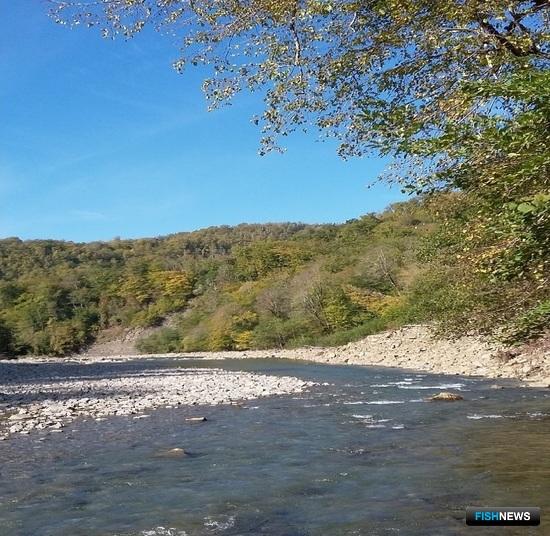 Больше река – пестрее «население» Больше река – пестрее «население»