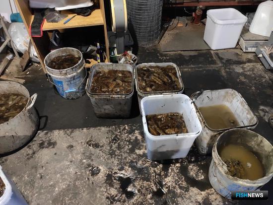 Переработчиков браконьерского трепанга взяли в Большом Камне Переработчиков браконьерского трепанга взяли в Большом Камне