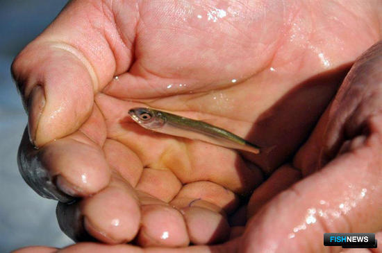 Байкал получит новые правила рыболовства Байкал получит новые правила рыболовства