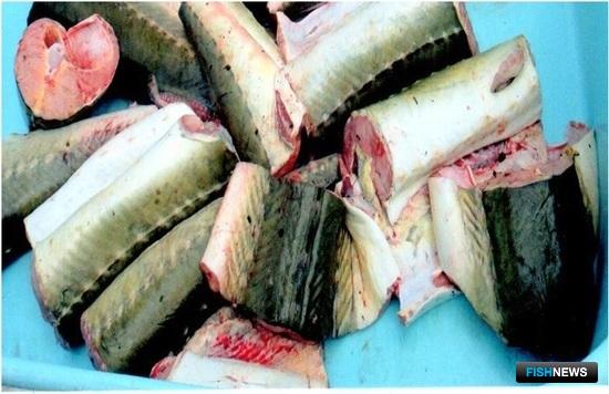 Амурские браконьеры несут потери