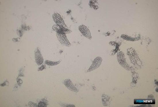 «Быструю» рассаду морской капусты получили в ТИНРО «Быструю» рассаду морской капусты получили в ТИНРО