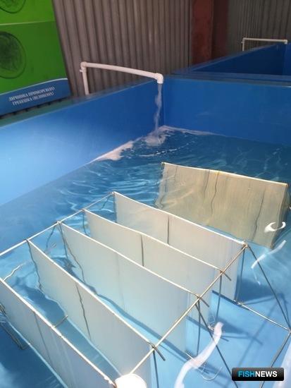 «Быструю» рассаду морской капусты получили в ТИНРО «Быструю» рассаду морской капусты получили в ТИНРО