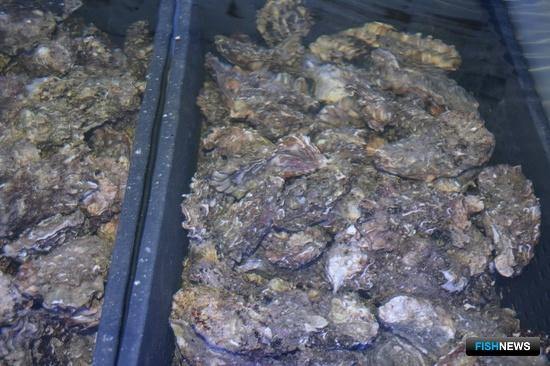 Аквафермеров Севастополя приглашают за черноморскими участками