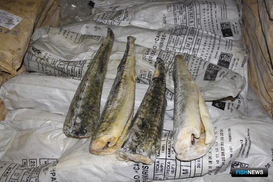 Крупную партию браконьерской осетрины перехватили в Приморье