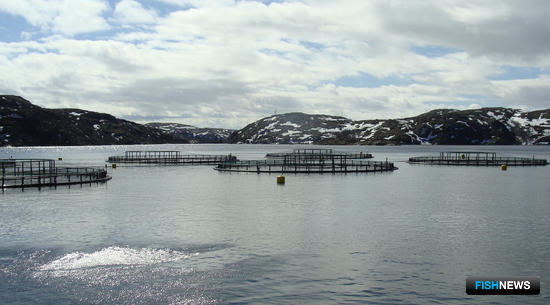 Рыбные &laquo;урожаи&raquo; по осени посчитали