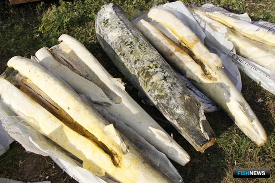 Крупную партию браконьерской осетрины перехватили в Приморье