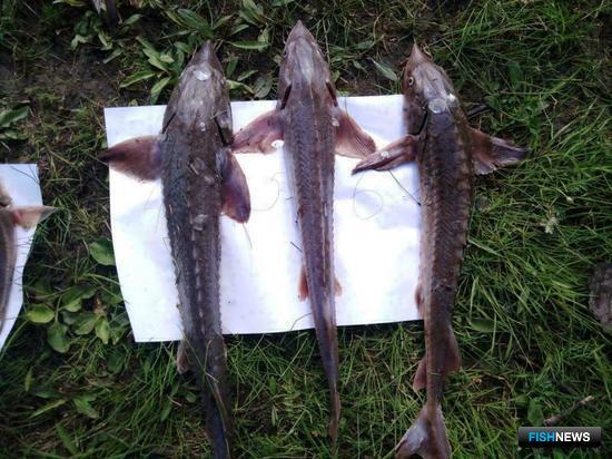 Осетровая рыбалка обошлась браконьерам почти в миллион