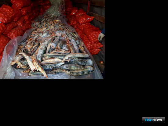 Лук ехал в столицу с осетровой «начинкой» Лук ехал в столицу с осетровой «начинкой»