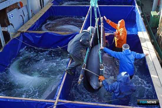 Приморские белухи обрели свободу Приморские белухи обрели свободу