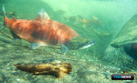 Аляска дала благоприятный прогноз по нерке