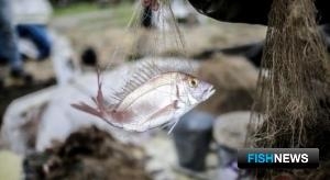 Для защиты обитателей Черного и Средиземного морей примут новые меры