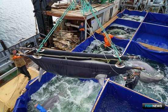 Приморские белухи обрели свободу Приморские белухи обрели свободу