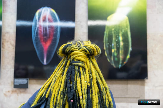 Маленькие жители Белого моря стали «фотомоделями» Маленькие жители Белого моря стали «фотомоделями»