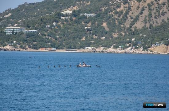 Аквакультура Крыма получила порядок оформления участков Аквакультура Крыма получила порядок оформления участков