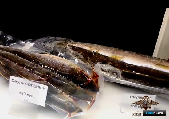 Масштабный омулевый бизнес «накрыли» в Приангарье Масштабный омулевый бизнес «накрыли» в Приангарье