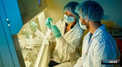 Оружие против рака хотят сделать из морской губки