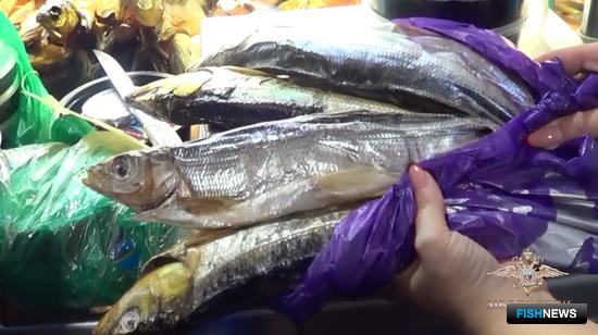 Масштабный омулевый бизнес «накрыли» в Приангарье Масштабный омулевый бизнес «накрыли» в Приангарье