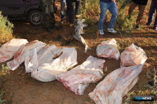 Осетровой банде дали реальные сроки