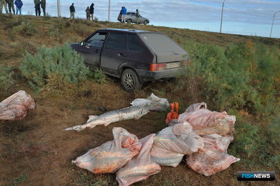 Осетровой банде дали реальные сроки