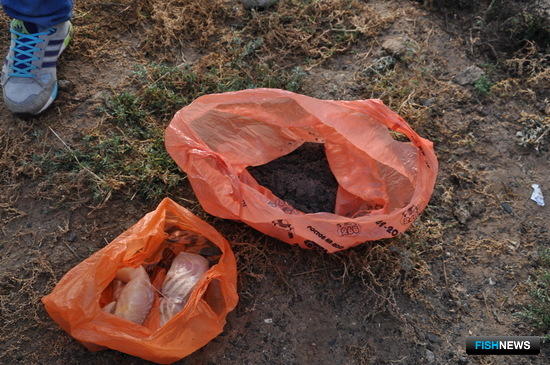 Осетровой банде дали реальные сроки