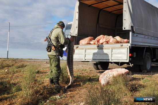 Осетровой банде дали реальные сроки