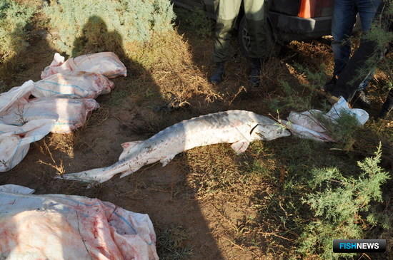Осетровой банде дали реальные сроки