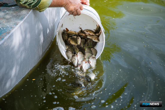 Рыбоводные участки в Западной Сибири разыграют на торгах