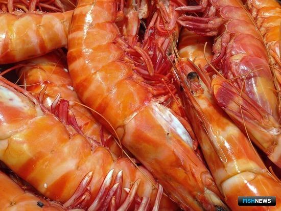 Креветка Венесуэлы заглядывается на российский рынок Креветка Венесуэлы заглядывается на российский рынок