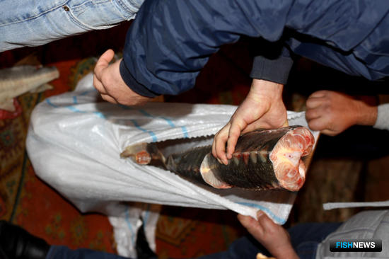 Астраханские пенсионерки попались на осетрине Астраханские пенсионерки попались на осетрине