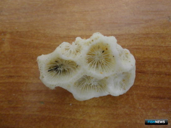 Не все морские сувениры можно ввозить свободно