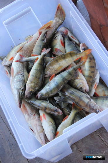 Бизнес Нижнего Поволжья поборется за рыбные места Бизнес Нижнего Поволжья поборется за рыбные места