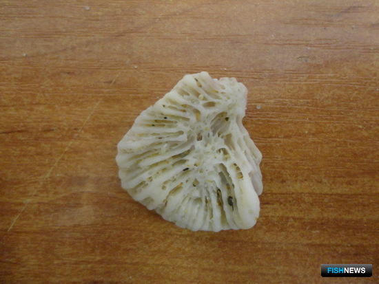 Не все морские сувениры можно ввозить свободно